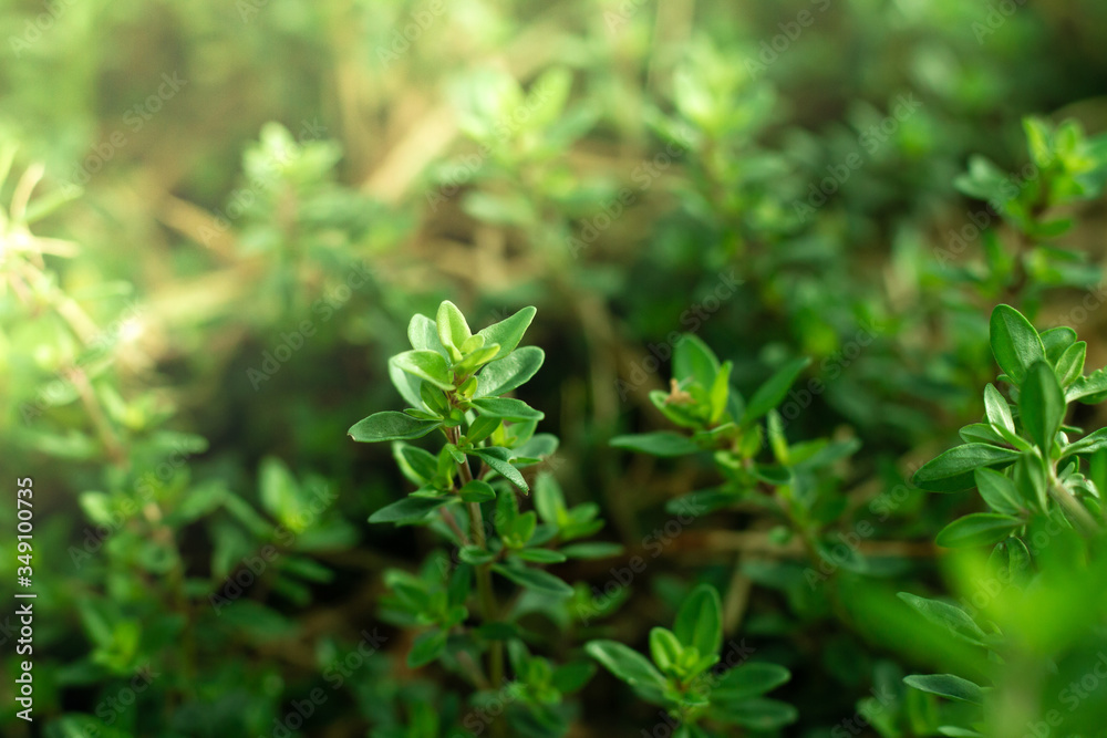 Fresh home grown herbs. Fresh home grown herbs.