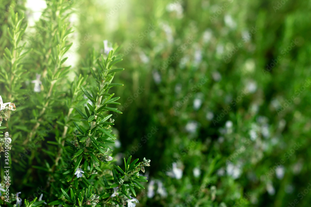 Fresh home grown herbs. Fresh home grown herbs.