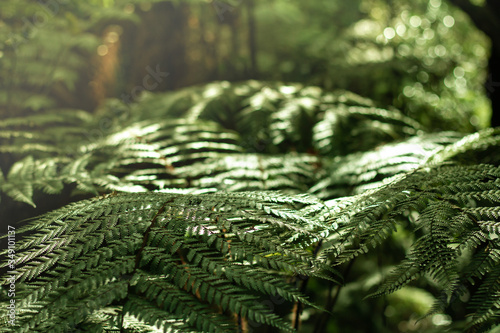 Native bush in New Zealand. 