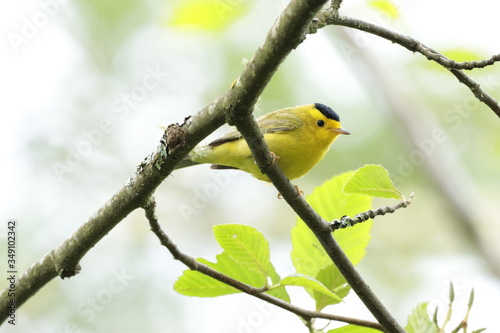 Wilson's warbler against bright sky calling out © Clayton