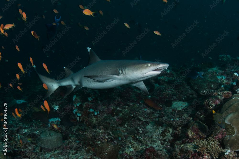 Ocean, nature, wildlife, underwater, underwater photography, travel, fish, scuba diving, holidays, sea, tropical, reef, shark, ray, Maldives, 