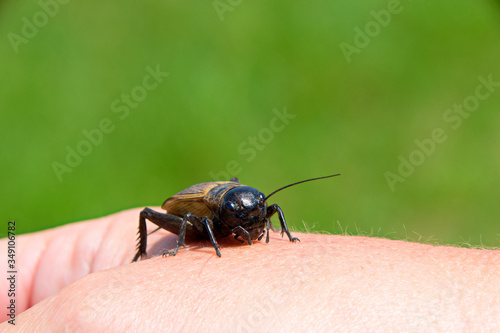 Beetle located on one hand