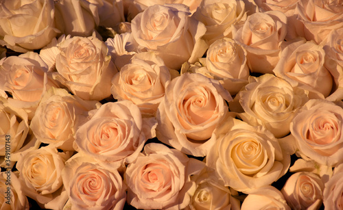 Pink Roses © Golden Ginkgo