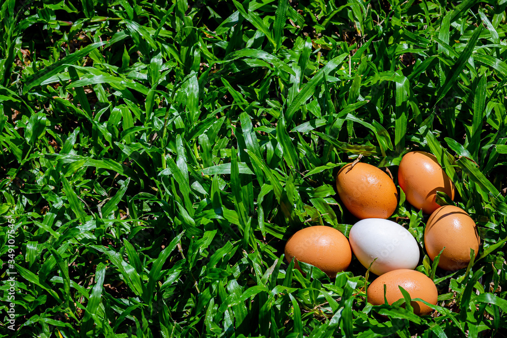 Duck eggs that are surrounded by eggs on the lawn Duck eggs that are surrounded by eggs on the lawn
