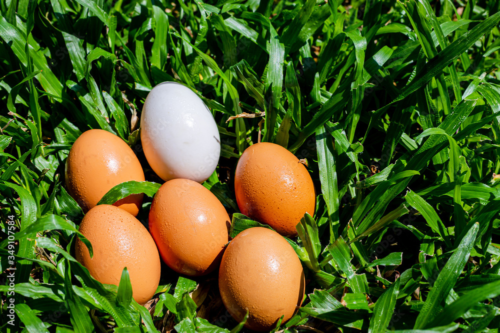 Duck eggs that are surrounded by eggs on the lawn Duck eggs that are surrounded by eggs on the lawn