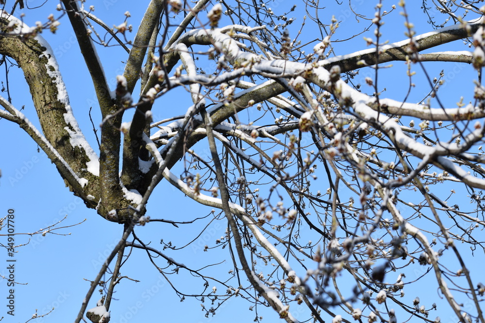 tree branches against blue sky tree branches against blue sky