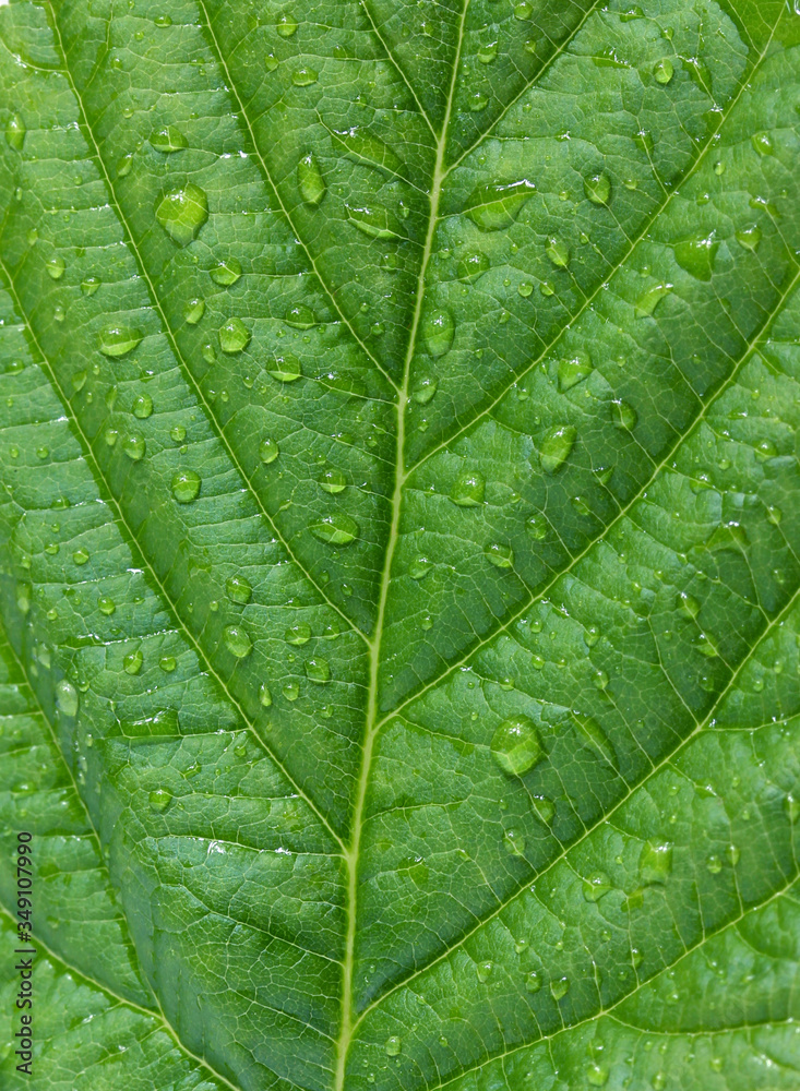 green leaf texture with water drops. green leaf texture with water drops.