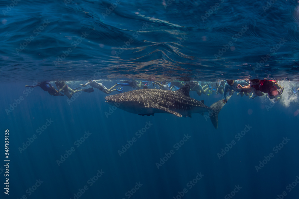 Naklejka premium Ocean, nature, wildlife, underwater, underwater photography, travel, fish, scuba diving, holidays, sea, tropical, reef, shark, ray, Maldives,