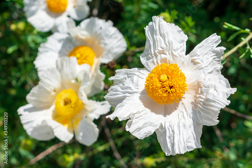 Matilija Poppies  romneya coulteri  California giant white tree poppy flowers