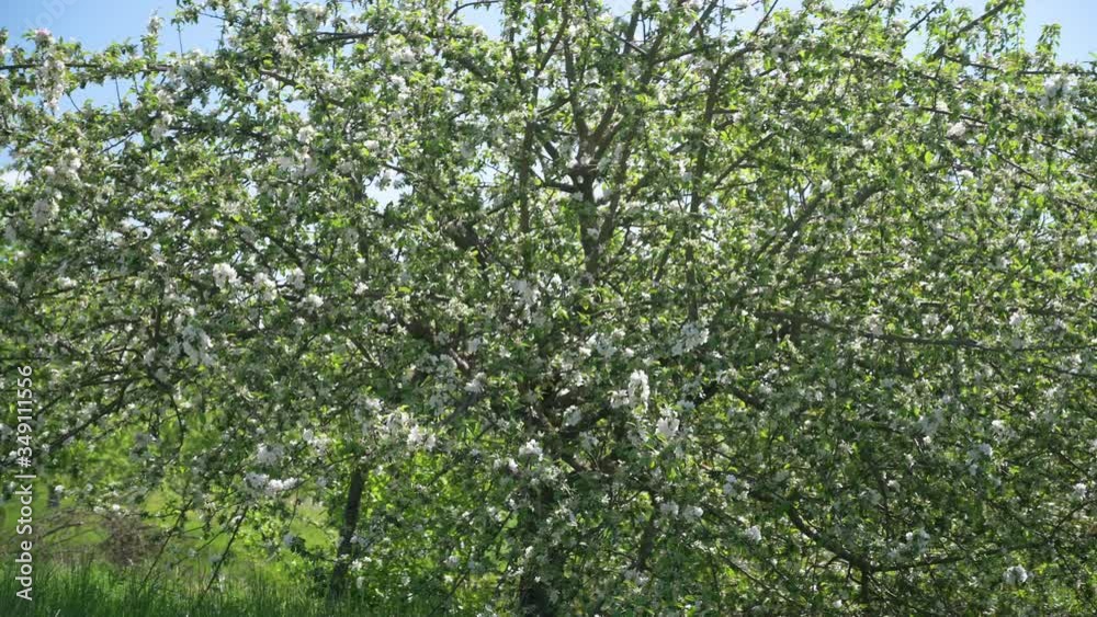 Apple trees on a orchard on a path in spring in sunshine