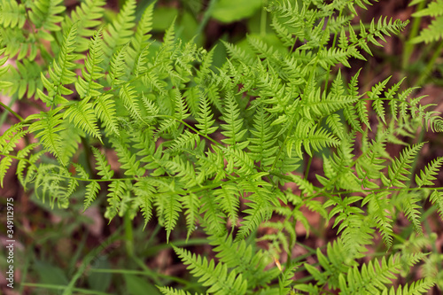 Leaves of bracken fern. A lot of fern leaves as a floral background for design.