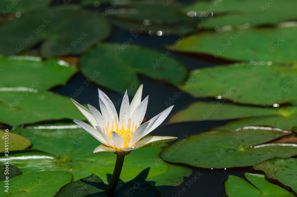 pink water lily