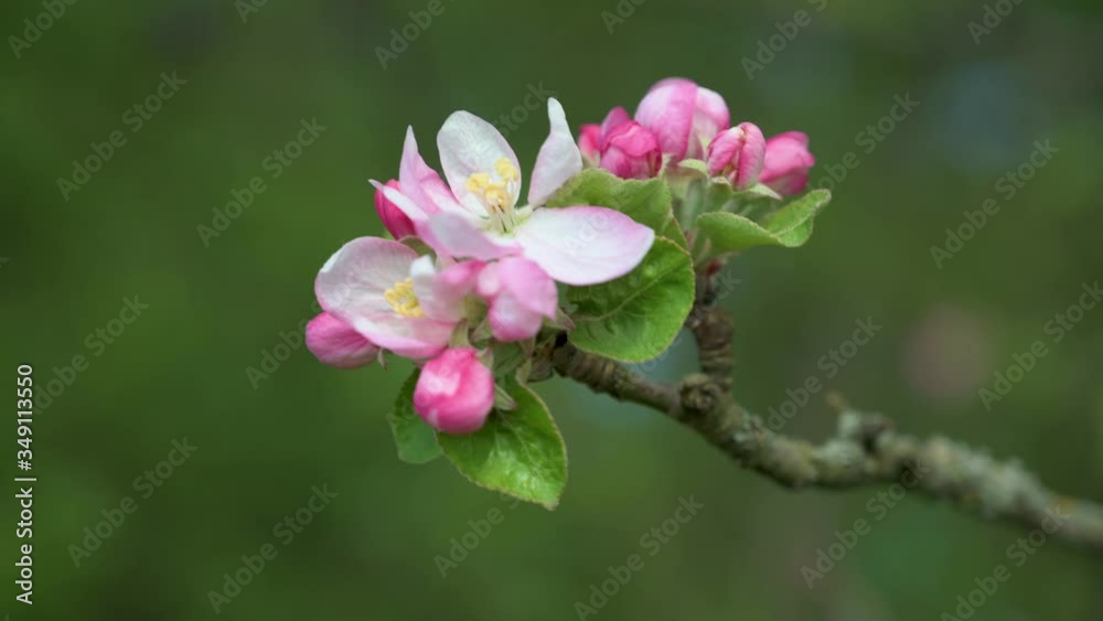 Detail shot of beautiful white pink flowers on an apple tree Detail shot of beautiful white pink flowers on an apple tree