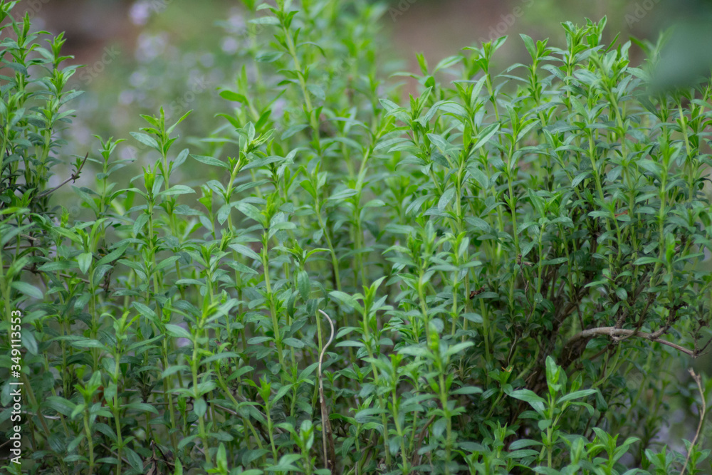 Mountain savory or Satureja montana herb in the garden, green leaves, full frame, edible herbal plant for seasoning Mountain savory or Satureja montana herb in the garden, green leaves, full frame, edible herbal plant for seasoning