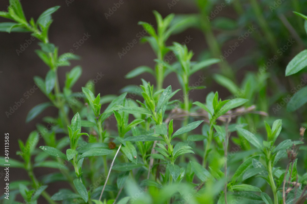 Mountain savory or Satureja montana herb in the garden, green leaves, full frame, edible herbal plant for seasoning Mountain savory or Satureja montana herb in the garden, green leaves, full frame, edible herbal plant for seasoning