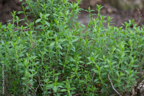 Mountain savory or Satureja montana herb in the garden, green leaves, full frame, edible herbal plant for seasoning