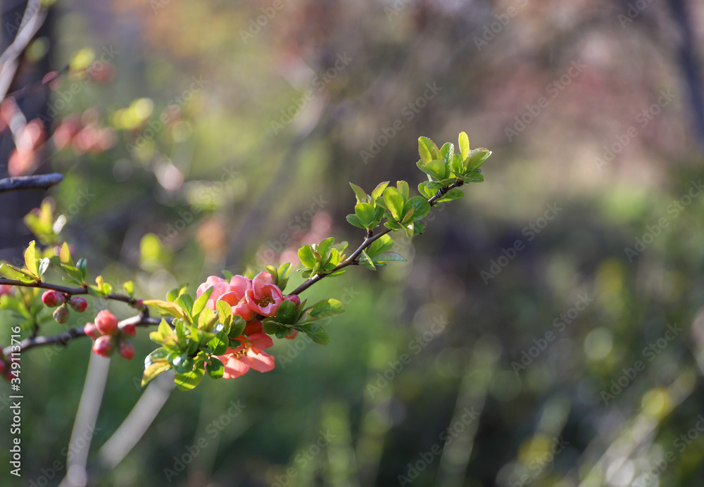 Wild almonds  pink flowers blossom in garden.  macro background bokeh