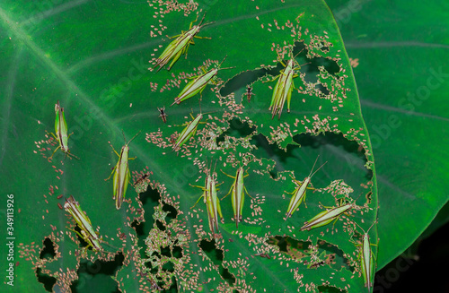 grasshopper Spare eggs on green leaf with larva grasshopper