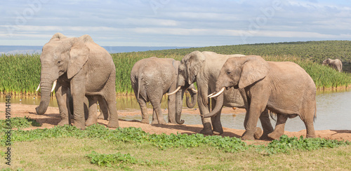 Elephants in Addo Elephant National Park