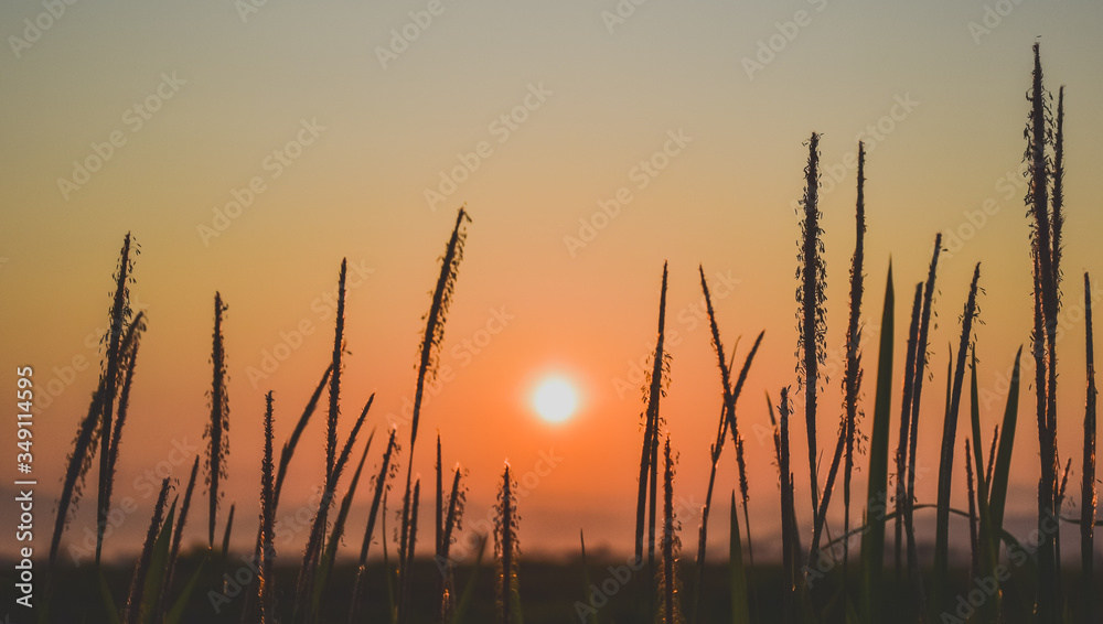 Flower grass against the background of the sunrise in the morning.