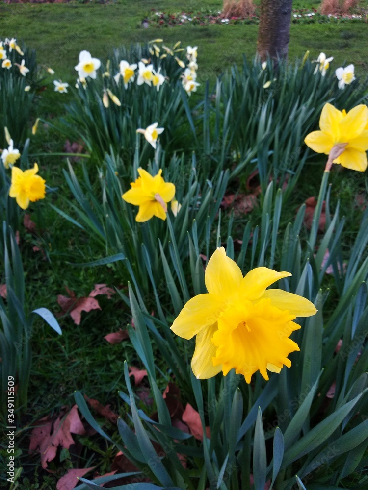 Obraz premium daffodils in spring