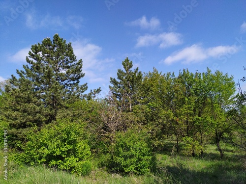 Glabe meadow near mixed forest