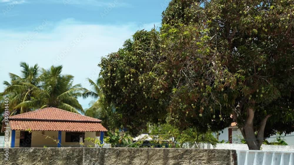 a very large natural mango tree blowing in the wind in the tropical exotic city of Sibauma, Brazil on a hot summer day a very large natural mango tree blowing in the wind in the tropical exotic city of Sibauma, Brazil on a hot summer day