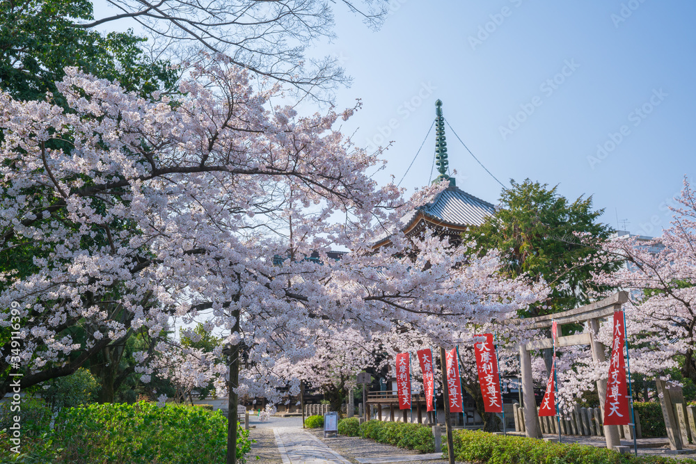 京都 本法寺の桜 京都 本法寺の桜