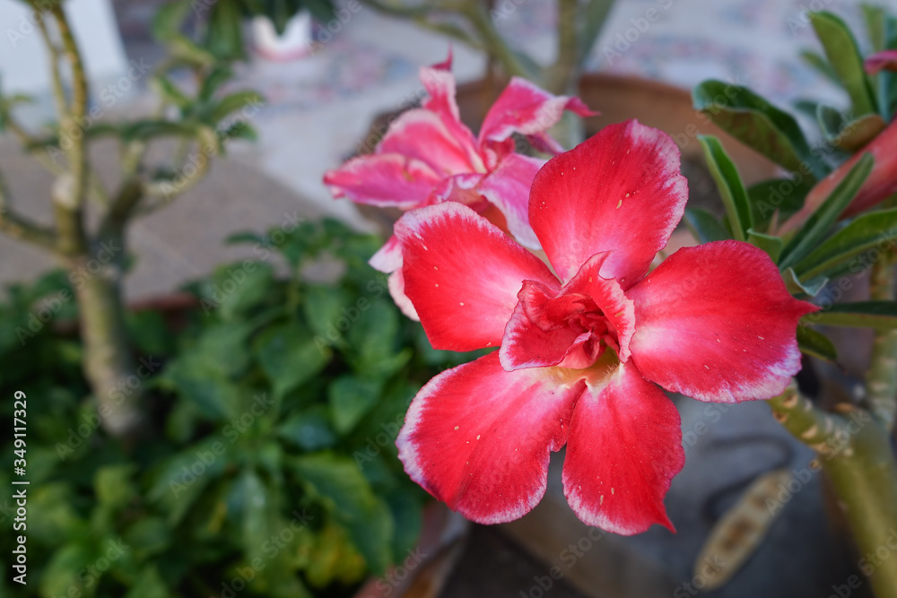 Desert rose flower (Other names are desert rose, Mock Azalea) in Thailand Desert rose flower (Other names are desert rose, Mock Azalea) in Thailand
