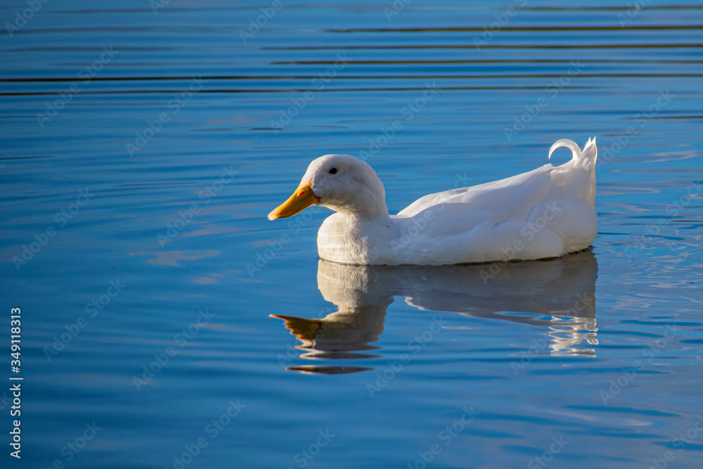 White pekin ducks swimming on a still calm lake with water reflection