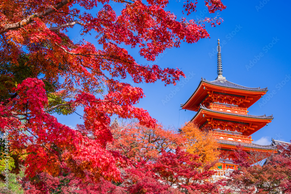 Fototapeta premium 京都 清水寺の紅葉