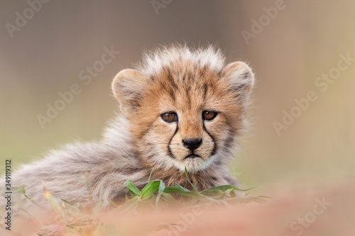 Cute small Cheetah cub portrait South Africa