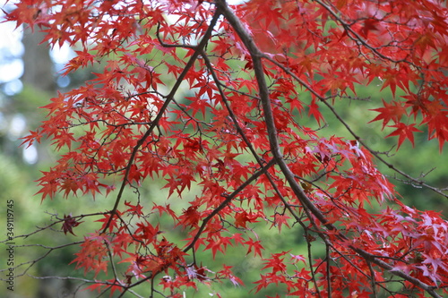 Beautiful Japanese autumn in Miyajima, Miyajimacho photo