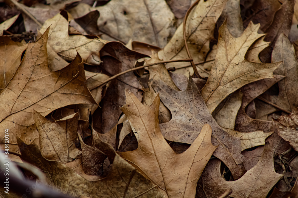 Fallen Foliage 