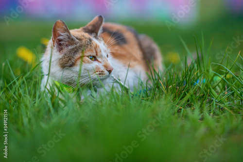A beautiful domestic cat in a collar lies in the grass.