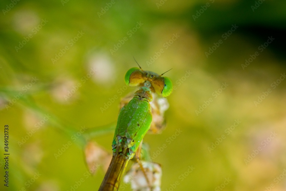 orange yellow black Dragonfly Flying india