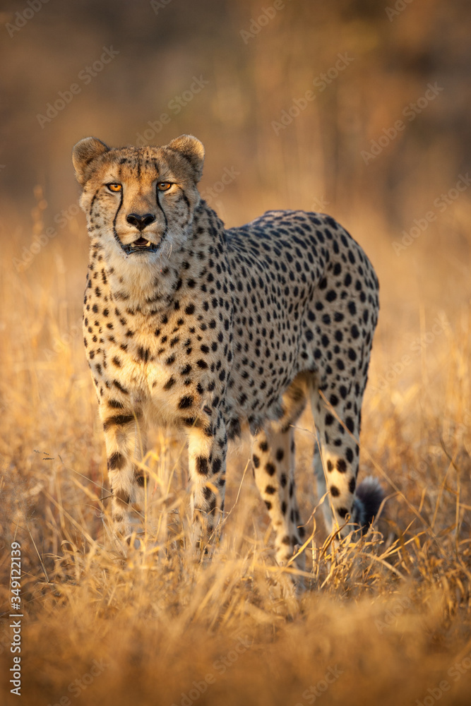Cheetah portrait Kruger Park South Africa Cheetah portrait Kruger Park South Africa