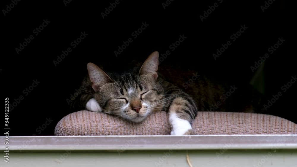 Cat sleeping on a chair by the windowsill 