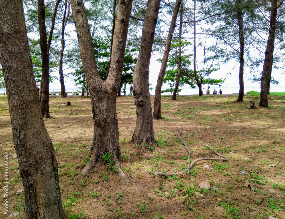 Panorama of pine trees on the beach Panorama of pine trees on the beach