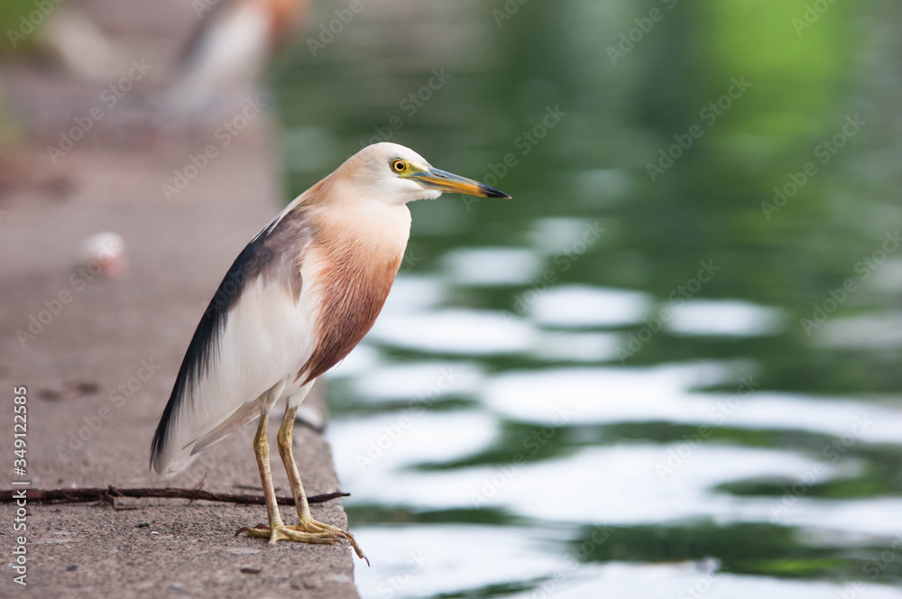 great blue heron ardea cinerea