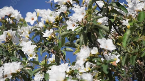 A large cluster of white flowers bouncing in the wind. photo