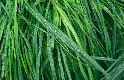 Fotomurale green grass on meadow with water dew drops