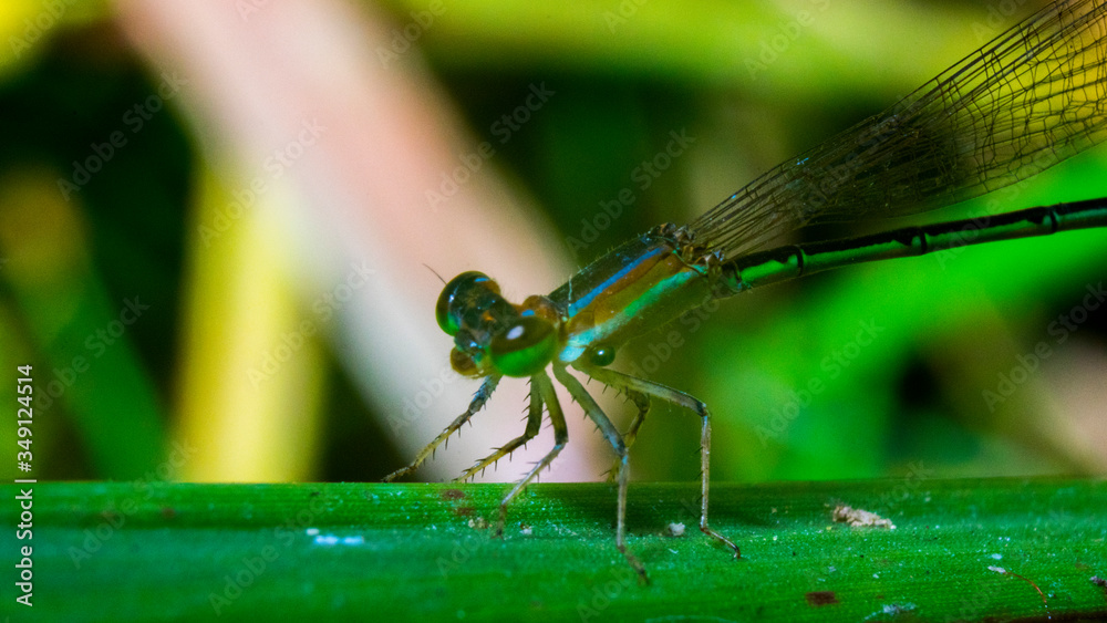 orange yellow black Dragonfly Flying india orange yellow black Dragonfly Flying india