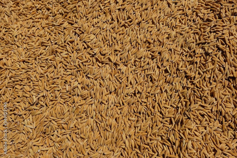 paddy rice and rice seed backgound paddy rice and rice seed backgound