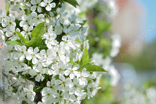Flowers on plum tree branches close-up on a sunny spring day. Natural background