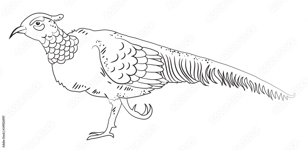 Fototapeta premium Hand drawn Bird Pheasant line art isolated on white background, vector illustration