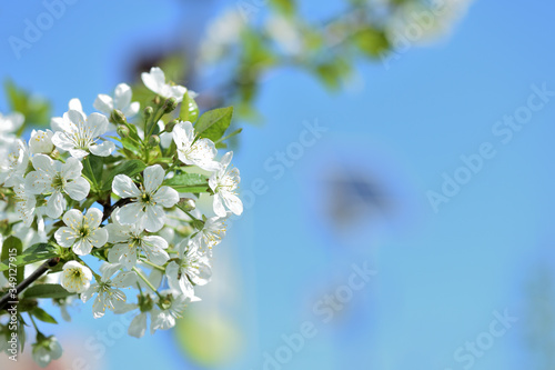 Flowers on plum tree branches close-up on a sunny spring day. Natural background