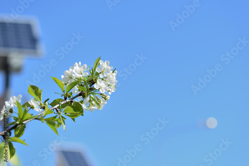 Flowers on plum tree branches close-up on a sunny spring day. Natural background