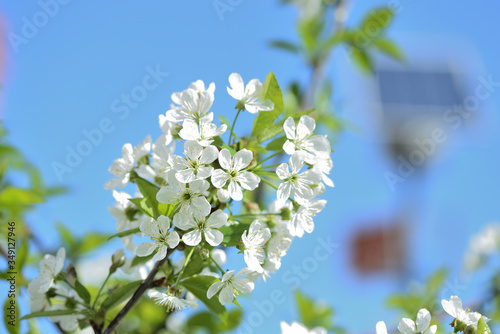 Flowers on plum tree branches close-up on a sunny spring day. Natural background