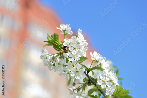 Flowers on plum tree branches close-up on a sunny spring day. Natural background